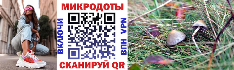 Псилоцибиновые грибы Psilocybe  это какой сайт  Братск 